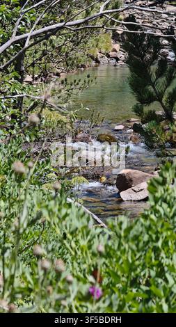 Klarer türkiser Fluss, der durch Felsen und grüne Bäume fließt. Schöne Berglandschaft entlang der Cola de Caballo-Wanderung in Ordesa, Huesca, Spanien. Stockfoto