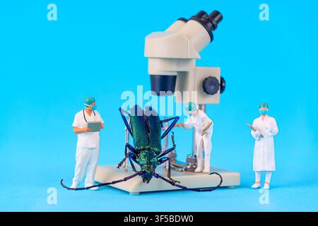 Miniatur-Spielzeugwissenschaftler und -ärzte untersuchen einen großen metallischen grünen Langhornkäfer unter einem Mikroskop, konzeptionelles Bild, das Entomologie und Stockfoto