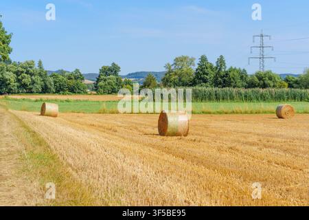Goldene runde Strohballen ruhen auf einem frisch geernteten Sommerfeld unter einem klaren blauen Himmel, mit üppigen grünen Bäumen und einem Strommast im Hintergrund Stockfoto