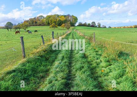 Ein grasbewachsener Pfad schlängelt sich durch lebendige grüne Felder mit grasenden Pferden entlang Zäunen unter einem blauen Himmel, der mit weißen Wolken gefüllt ist, in der malerischen ländlichen Grafschaft Stockfoto