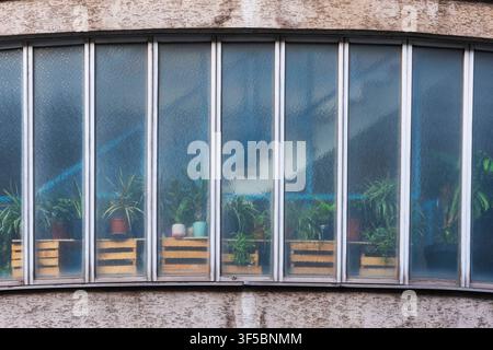 Zimmerpflanzen und Grünpflanzen stehen auf Holzkisten hinter einer langgezogenen, geschwungenen Fensterfront an einem Gebäude in Wien. Durch das strukturierte Glas entsteht ein ästhetischer, leicht verschwommener Blick auf den Urban Jungle im Innenraum. Symbolbild für urbanes Wohnen, Urban Gardening, Architekturdetails und den Pflanzentrend in der Stadt. *** Zimmerpflanzen und Grünpflanzen auf Holzkisten angeordnet hinter einer langen, geschwungenen Fensterfassade eines Gebäudes in Wien. Das strukturierte Glas erzeugt einen ästhetischen, leicht verschwommenen Blick auf den Indoor-Urwald. Symbolisches Bild für urbanes Wohnen, Urban Gardening, architektonische Details und den Pflanzentrend in der Stadt. Stockfoto