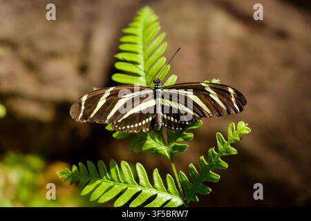 Zebra-Langflügel-Schmetterling zeigt schwarz-weiß gestreifte Flügel auf einem lebhaften grünen Farn Stockfoto