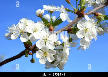 Weiße Blüten von Kirschbäumen, die im Frühling an einem Strauch blühen Stockfoto