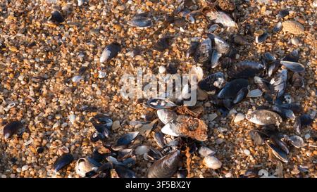 Blaue Muschelhüllen (Mytilus edulis) an einer durch Bernsteinsteine markierten Strandlinie eines Schotterstrands angespült — Konzept: Natürliche Strandlinienstruktur Stockfoto