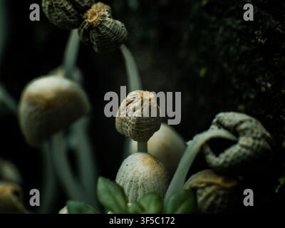 Zarte Waldpilze, die zwischen Moos und grünem Laub in einem natürlichen Lebensraum wachsen. Stockfoto