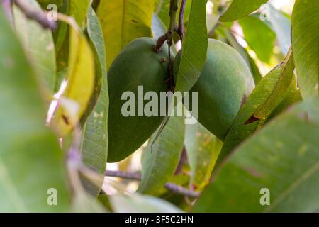 Zwei unreife grüne Mangofrüchte (Mangifera indica 'Alphonse') hängen zusammen zwischen dem Laub in einem Garten in Kairo, Ägypten Stockfoto