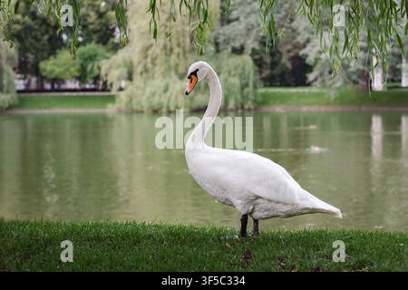 Weißer Schwan steht an einem grünen grasbewachsenen Ufer neben einem ruhigen See mit Trauerweiden. Elegante Wildnaturlandschaft, ruhige Teichparkhintergrund, Vogelelhabitat Stockfoto