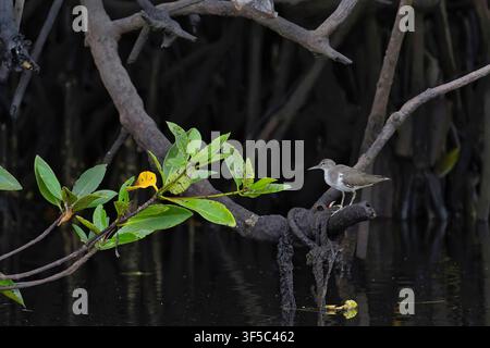 Gewöhnlicher Wasserläufer (Actitis hypoleucos) sitzt in den Mangroven von Sulawesi, Indonesien, vor einem nebligen dunklen Hintergrund Stockfoto