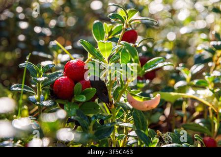 Reife rote Preiselbeeren, die auf einem immergrünen Strauch in einem Wald nahe Vilniemi, Hamina, Finnland wachsen. Selektive Schärfentiefe Stockfoto