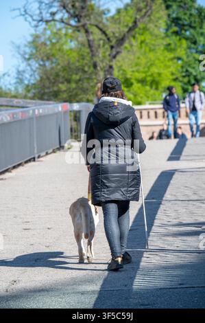 Rückansicht einer nicht erkennbaren blinden Frau mit Führhund und weißem Stock, die auf der Straße in Bratislava, Slowakei, geht. Stockfoto