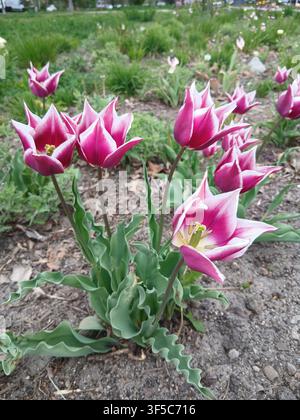 Gruppe von Tulpen mit Lilienblüten und scharfen rosa und weißen Blütenblättern, die auf einem städtischen Blumenbeet wachsen Stockfoto