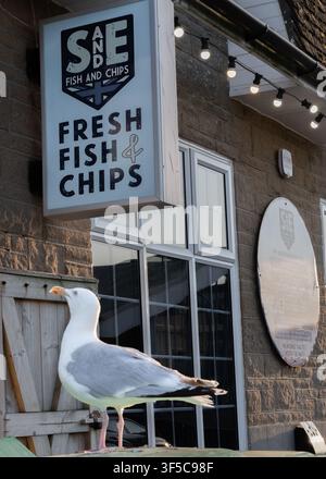 Freche Möwe wartet vor einem britischen Fisch- und Frittenladen in West Bay, Dorset Stockfoto
