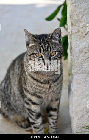 Eine Nahaufnahme eines niedlichen, aufmerksamen getigerten Katers mit auffälligen grün-gelben Augen, der an einem hellen Tag an einer rustikalen Steinmauer im Freien anmutig sitzt Stockfoto