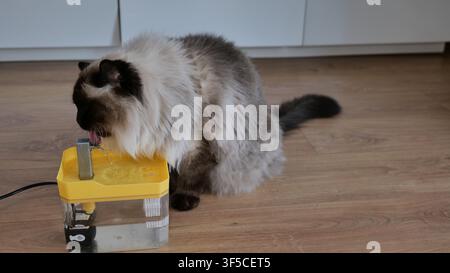 Ragdoll Cat Trinkwasser aus einem Tierbrunnen Stockfoto