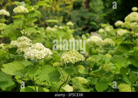Blühende weiße Hortensien in einem Garten Stockfoto
