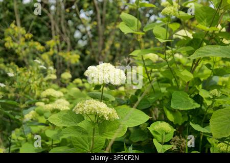 Blühende weiße Hortensien in einem Garten Stockfoto