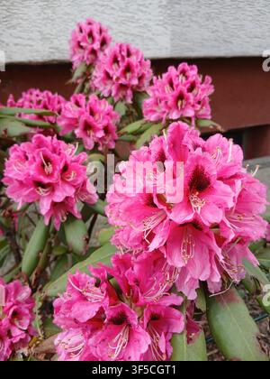 Schöne Büschel lebhafter rosa Rhododendronblüten, die im Frühling an einem Strauch im Freien blühen Stockfoto