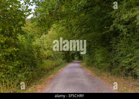 Pittoresker Schotter-Feldweg, der durch einen dichten grünen Waldtunnel in Coesfeld, Deutschland, führt Stockfoto