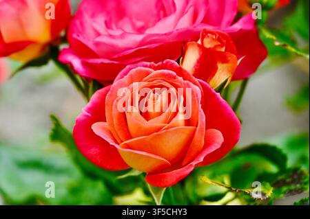Eine Nahaufnahme von prächtigen, leuchtend orangefarbenen und rosafarbenen Rosen in voller Blüte, umgeben von üppigem grünen Blattwerk in einem sonnigen Garten. Stockfoto