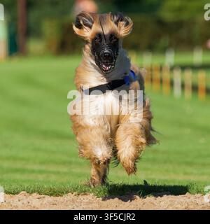 Vorderansicht eines flauschigen Afghanischen Hundes, der auf einer Ziellinie in Belgien rennt. Stockfoto