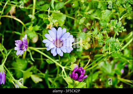 Eine Nahaufnahme von lieblichen lila und hellblauen afrikanischen Gänseblümchen, die zwischen üppigen grünen Blättern und Ranken in einem sonnigen Garten blühen. Stockfoto