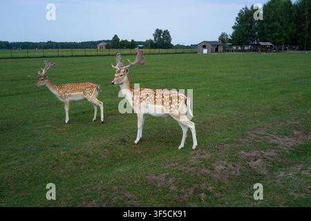 Zwei Rehkitz stehen auf einer grünen Weide, gesprenkelt und anmutig. Eines schaut nach vorne, das andere dreht seinen Kopf leicht. Im Hintergrund befinden sich ein Zaun, Bäume, ein Stockfoto