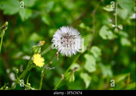 Eine Nahaufnahme eines reifen Löwenzahns mit einem flauschigen weißen Samenstand neben einer kleinen, leuchtend gelben Blüte vor einem sattgrünen, unscharfen natürlichen Hintergrund. Stockfoto