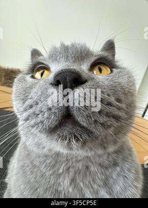 Lustiges Katzenporträt. Lustiges Nahaufnahmeporträt einer Britisch Kurzhaar-Katze Stockfoto