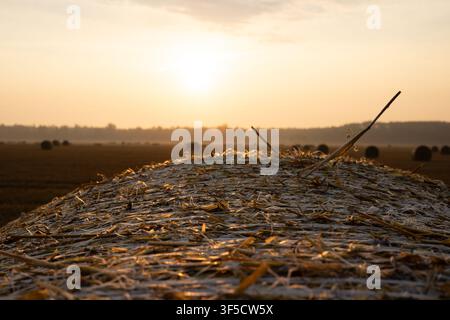 Nahaufnahme einer Strohballen in einem geernteten Feld bei Sonnenaufgang mit Morgentau Stockfoto