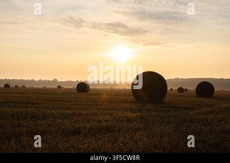 Goldener Sonnenaufgang über einer abgeernteten Weizenfeld mit runden Heuballen Stockfoto