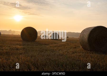 Goldener Sonnenaufgang über einer abgeernteten Weizenfeld mit runden Heuballen Stockfoto