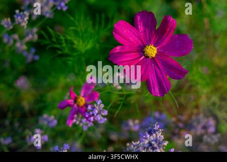Rosa Cosmos-Blume, die zwischen Lavendel in einem Sommergarten blüht Stockfoto