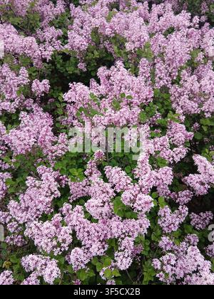 Eine dichte Textur aus kleinen helllila Fliederblüten, die an Sträuchern im Freien an einem sonnigen Tag blühen Stockfoto