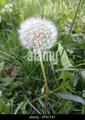 Nahaufnahme eines zerbrechlichen weißen Löwenzahnsamens, der an einem Frühlingstag zwischen frischen grünen Grashalmen wächst Stockfoto