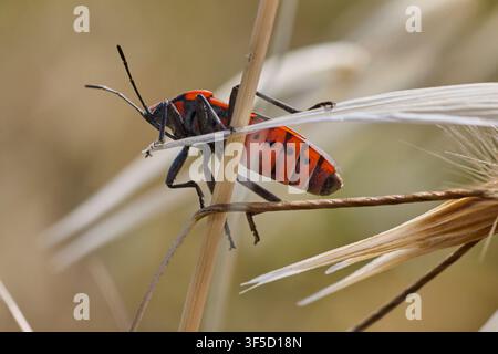 Ahornblattwanze mit roten und schwarzen Markierungen, die auf einem trockenen Grashalm im Freien kriecht Stockfoto