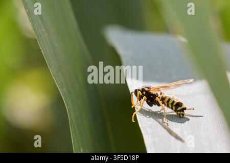 Gelbe Wespe ruht auf einem grünen Blatt bei hellem Tageslicht im Freien Stockfoto