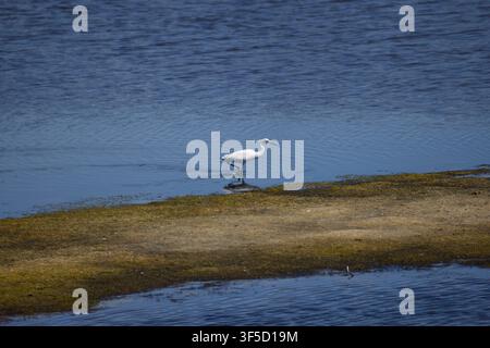 Kleiner Seereier sucht Nahrung in einer blauen ruhigen Lagune und erzeugt eine friedliche Spiegelung Stockfoto