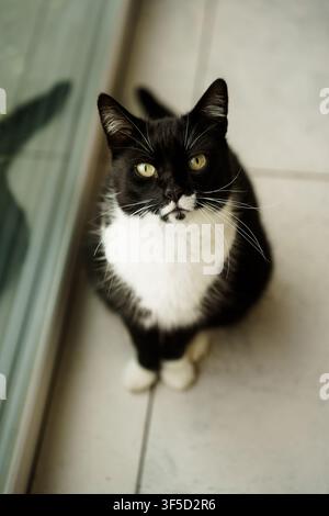 Hochwinkelaufnahme einer schwarz-weißen Smokingkatze, die auf einem gefliesten Boden sitzt, mit weichem Fokus und aufmerksamem Blick nach oben gerichtet Stockfoto