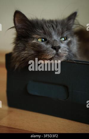 Nahaufnahme-Porträt einer flauschigen grauen Katze mit traurigem Gesicht, die in einer dunklen Kiste ruht, gemütliche Heimatsatmosphäre, melancholische Haustierausdruck, intimer domestic-katzen-Komfort und Innenraum-Tier-Porträt Stockfoto