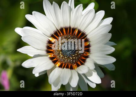 Nahaufnahme der Blume Arctotis fastuosa ‘Zulu Prince’ Kap-Distel. Niederlande, Juni Stockfoto