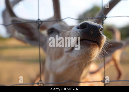 Nahaufnahme einer Sikahirsch-Nase hinter einem Drahtzaun Stockfoto