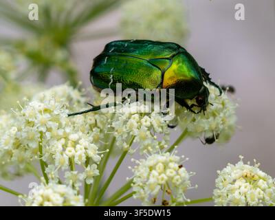 Cetonia aurata, bekannt als Rosenkäfer, europäischer Rosenkäfer oder grüner Rosenkäfer, der an Blumen nährt. Stockfoto