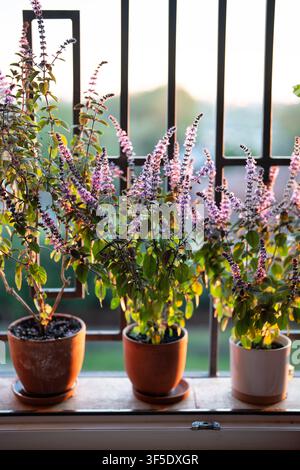 Blühender thailändischer Basilikum-Pflanzenstrauch mit kleinen lila Aromablüten im Tontopf auf Fensterbank zu Hause Stockfoto