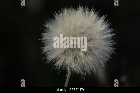 Löwenzahn Stockfoto