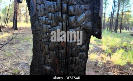 Nahaufnahme von rissiger schwarzer Holzkohle-Rinde an einem verbrannten Baumstamm. Stockfoto