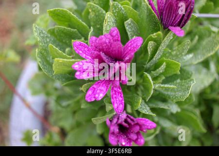 Makro-Aufnahme von oben, die sich auf tiefviolette Gänseblümchenblätter konzentriert, die nach dem Regen mit winzigen Wassertropfen glitzern, umgeben von sattgrünem Laub. Stockfoto