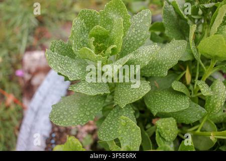 Hochwinkel-Nahaufnahme, die sich auf grüne fleischige Gartenpflanzenblätter konzentriert, die nach dem Regen dicht mit winzigen Morgentautropfen bedeckt sind. Stockfoto