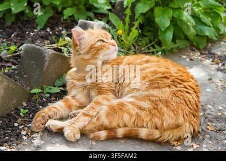 Ingwerkatze ruht im Garten und lächelt. Die Katze liegt auf dem Boden. Stockfoto