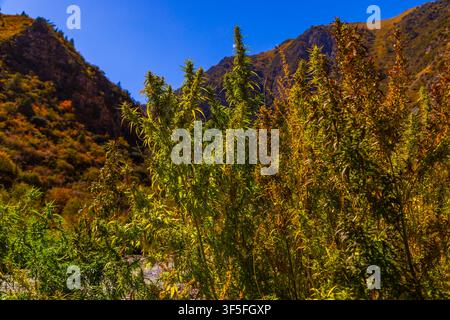 Nahaufnahme von Cannabis-Pflanzen, die in einer natürlichen Bergumgebung gedeihen. Die Pflanzen zeigen lebendige grüne und herbstliche Farbtöne vor einem klaren B Stockfoto