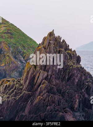 Möwenart Europäischer Möwen fliegt an steilen, schroffen Felsnadeln nahe The Lure in Blasket Sound vor Dunmore Head, Dingle-Halbinsel, County Kerry, Irland. Stockfoto